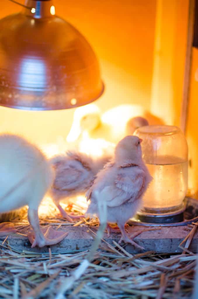 outdoor chick brooder