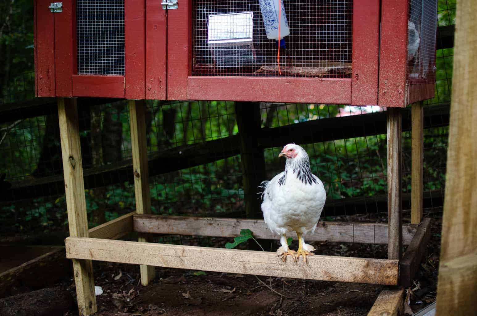 Are pumpkin seeds a natural dewormer for chickens? Let's talk about the truth!