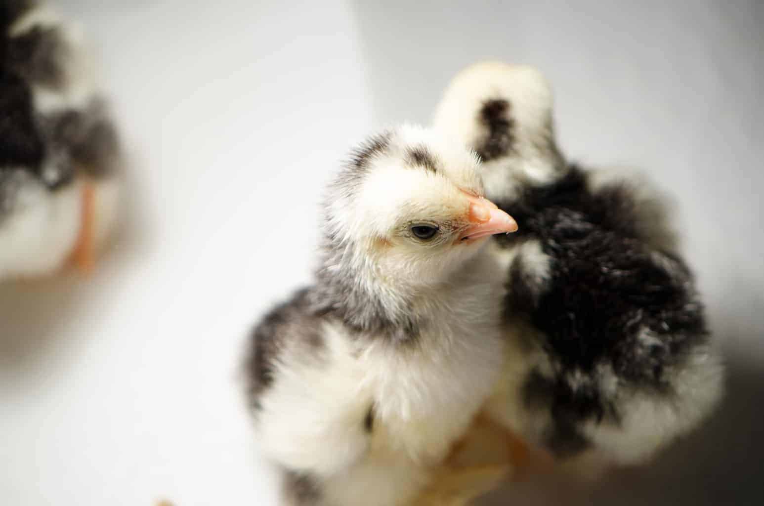 Baby chicks for sale and a Guide to Buying Baby Chicks