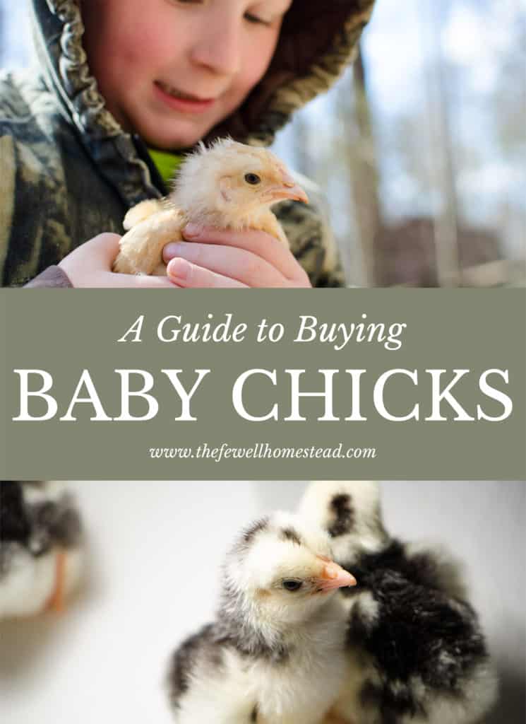 A Guide to Buying Baby Chicks