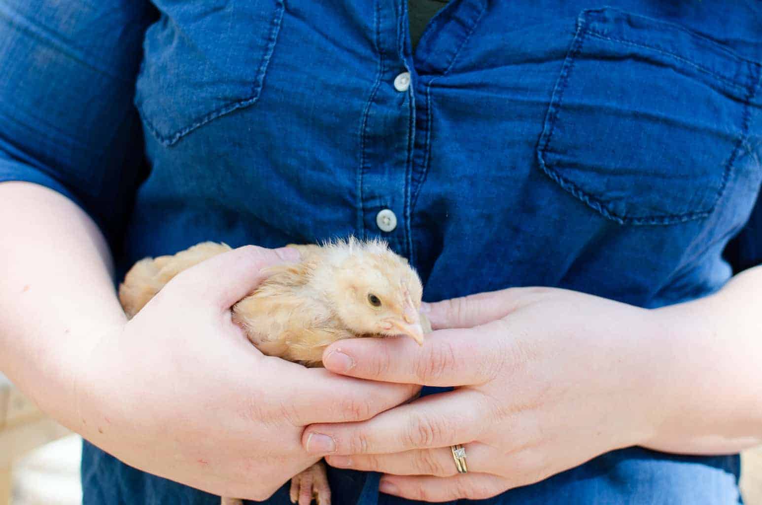 Baby Chicks for Sale and a Guide to Buying Them
