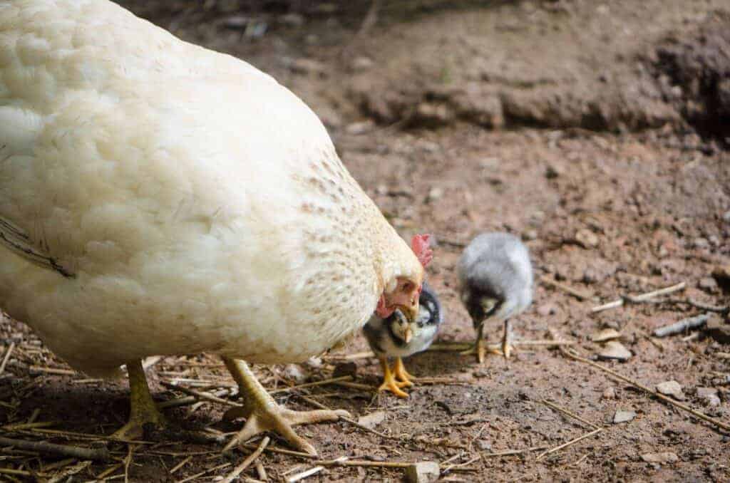 10 Easy Steps to Start Raising Chickens
