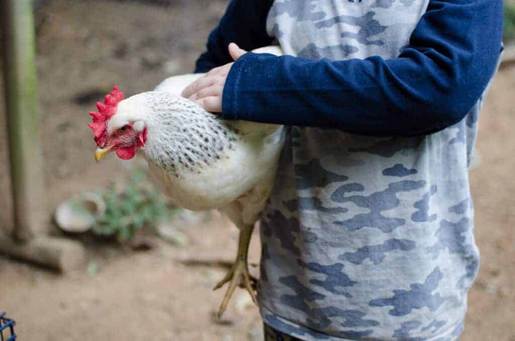 Easy Steps to Raising Meat Chickens