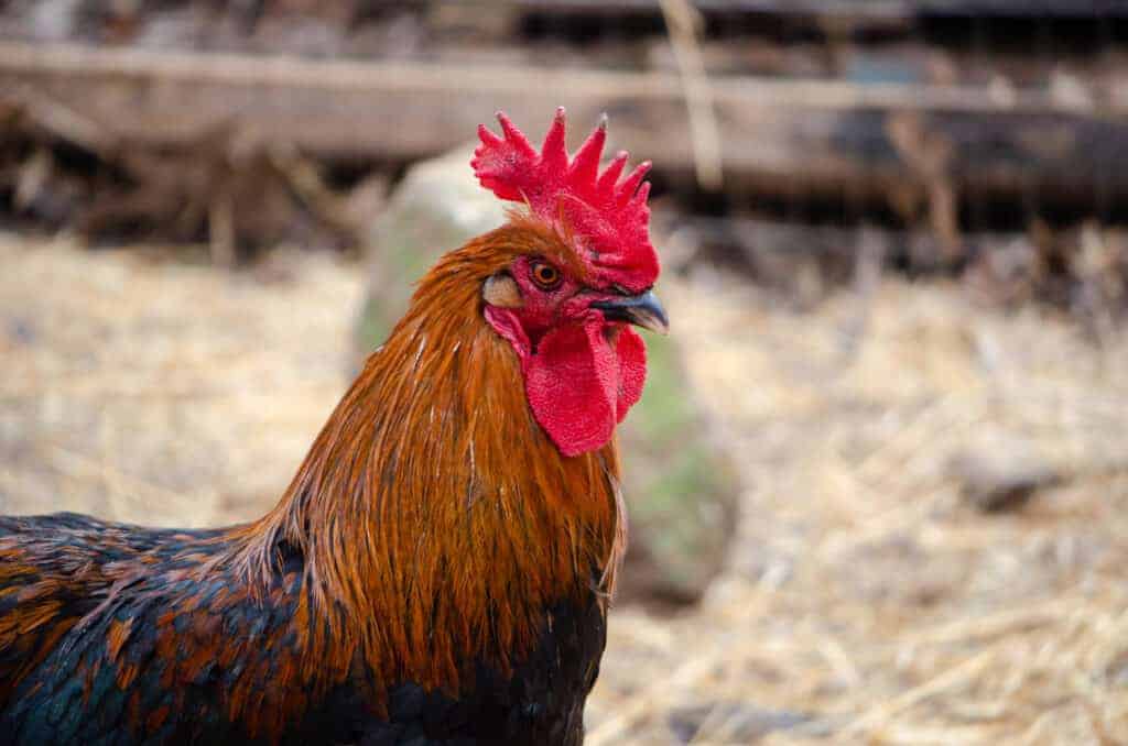 10 Easy Steps to Start Chicken Keeping