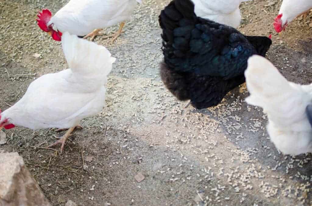 How Much Feed do Chickens Eat? 