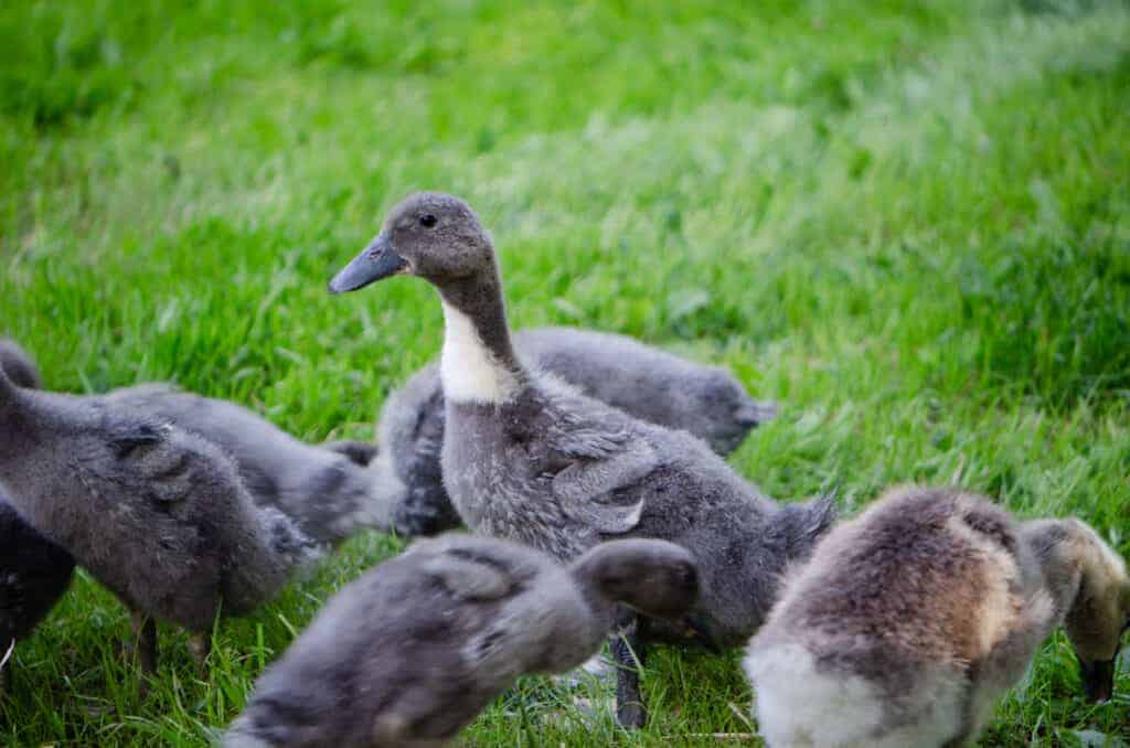 Raising ducks and geese