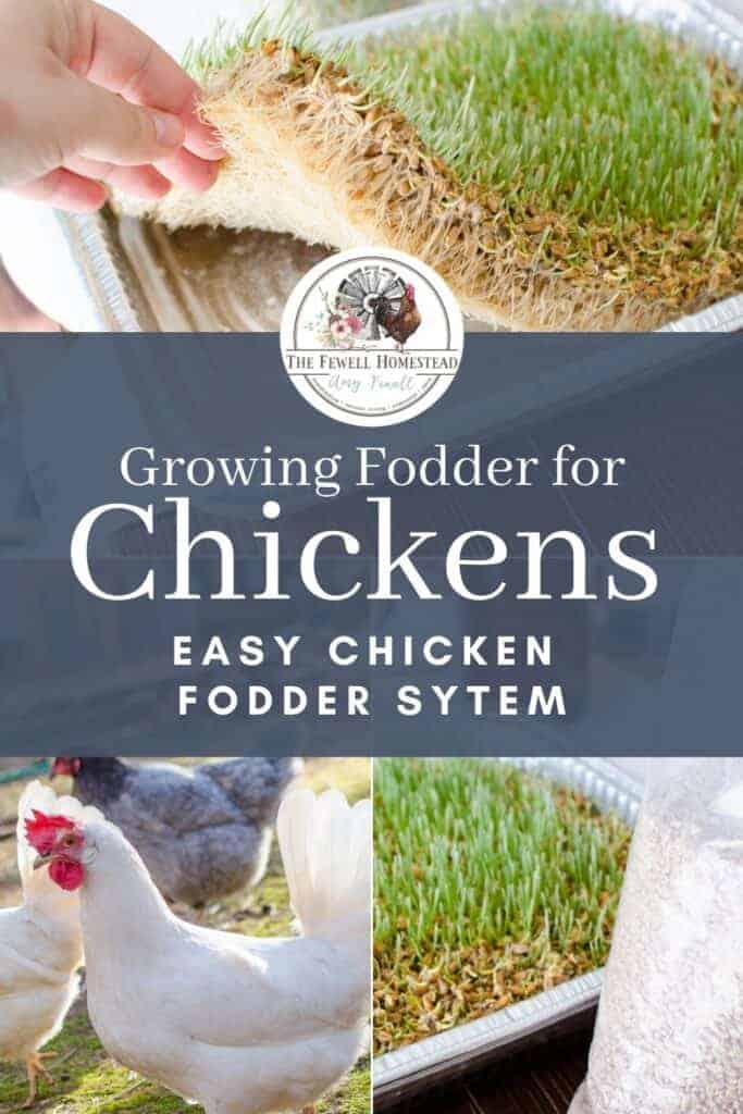 Growing Fodder for Chickens, Pin for Later!