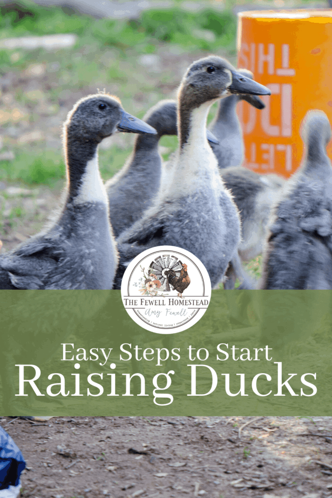 Start Raising Ducks with these Easy Steps