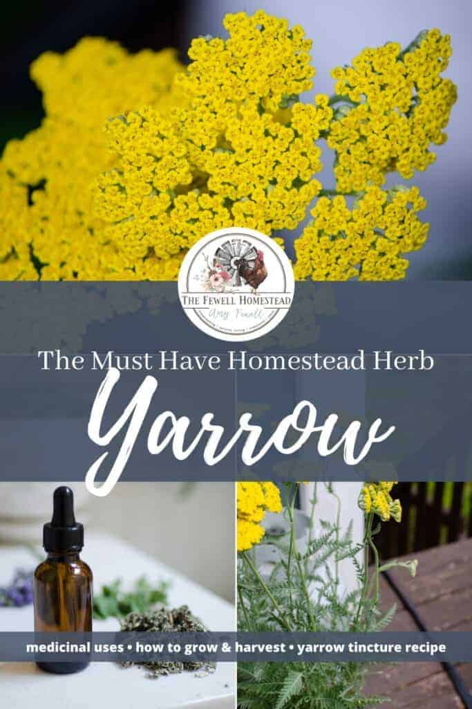 Make the Make Yarrow Tincture, Medicinal Uses of Yarrow