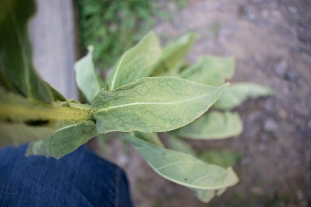 How to Grow Mullein