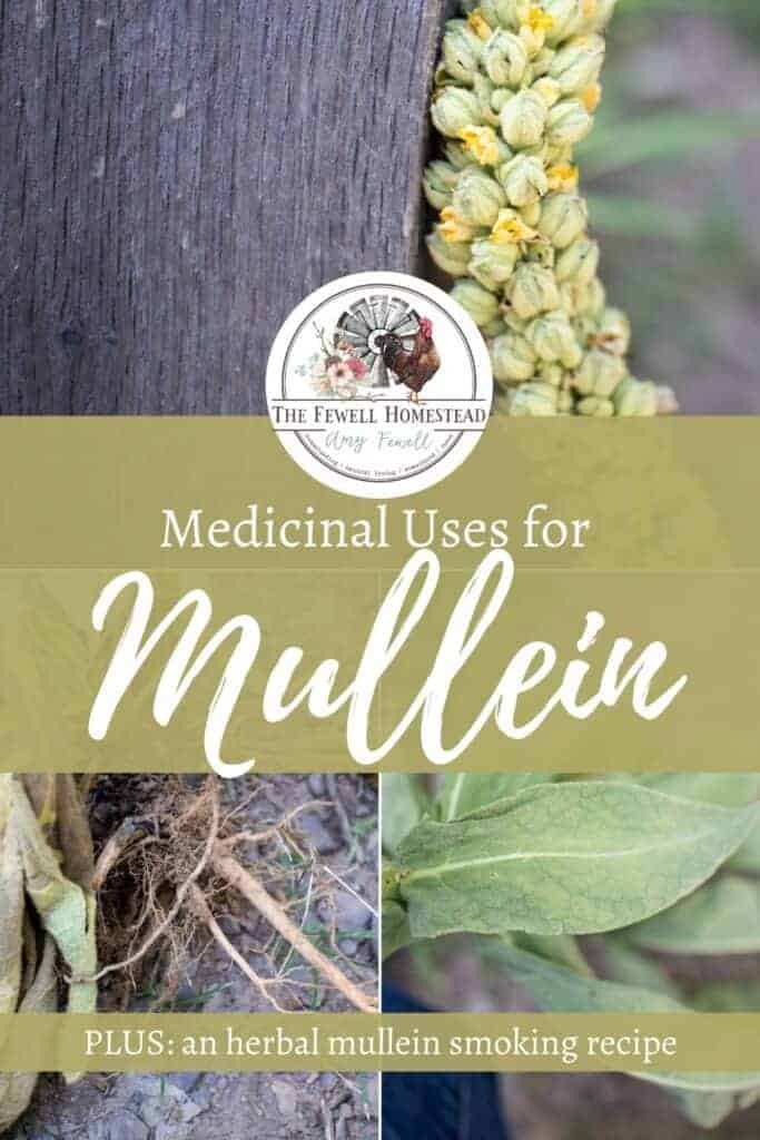 Smoking mullein for cough, plus the medicinal uses of mullein