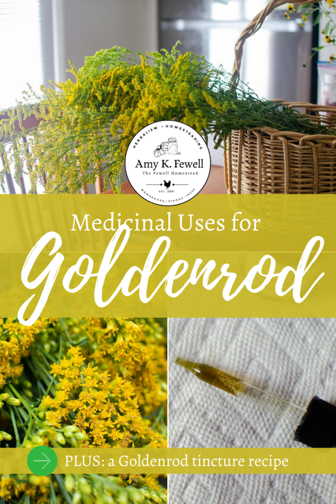 Medicinal Uses of Goldenrod: goldenrod tincture, goldenrod uses, and more.