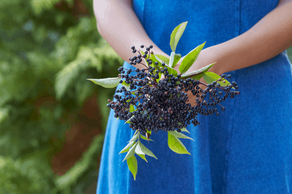 Elderberry syrup benefits are far and vast, but never make instant pot elderberry syrup