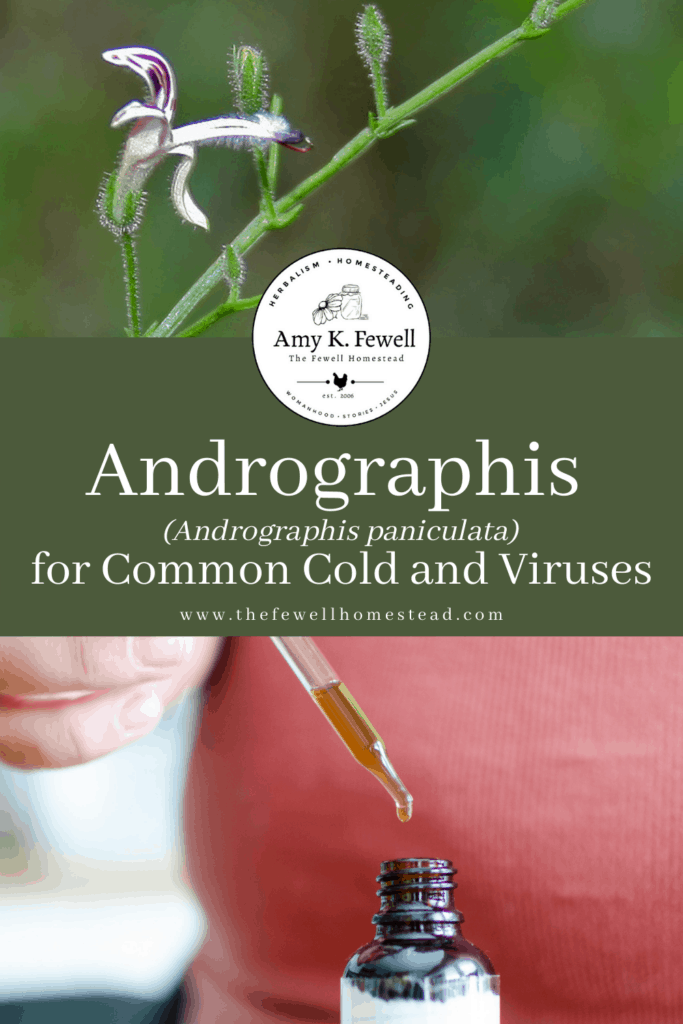 Andrographis Paniculata for common colds and viruses, including covid 19