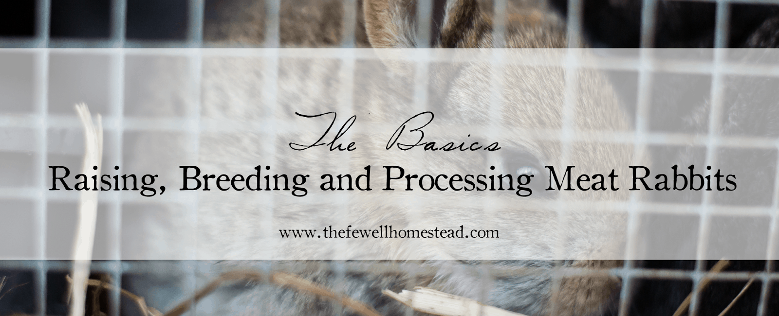 The Basics: Raising, Breeding and Processing Meat Rabbits