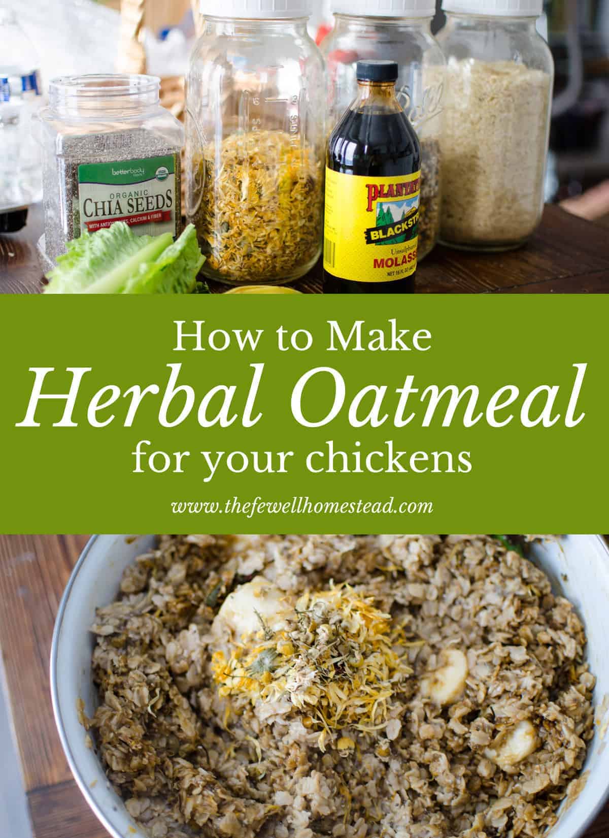 Herbal Oatmeal for Chickens (with video) Amy K Fewell Homesteading for the Kingdom
