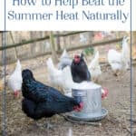 How to Keep Chickens Cool Naturally