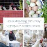 How to Keep Chickens Cool Naturally