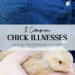 Common Chick Illnesses