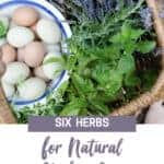 Herbs for Chickens