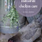 Herbs for Chickens