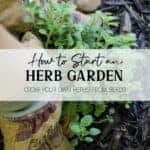 Grow Herbs from Seed