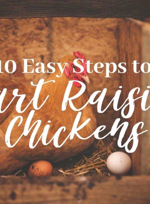 10 Easy Steps to Start Raising Chickens