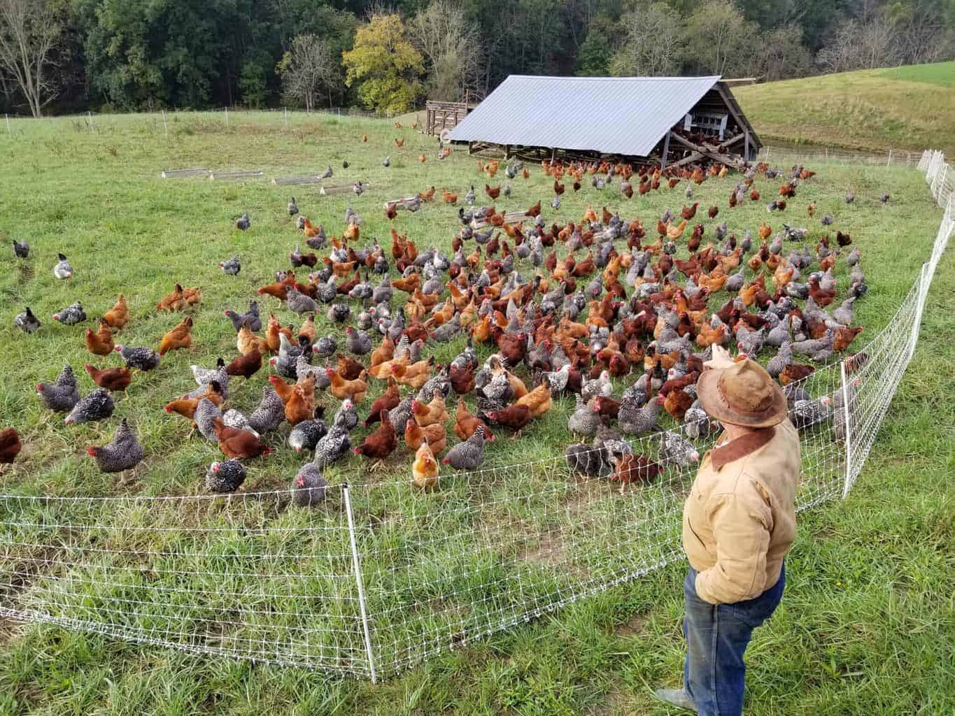 Easy Steps to Raising Meat Chickens - Amy K. Fewell