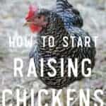 Easy Steps to Raising Chickens