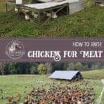 How to Raise Meat Chickens