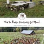 How to Raise Meat Chickens