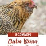 8 Common Chicken Illnesses and How to Treat Them