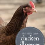 8 Common Chicken Illnesses and How to Treat Them