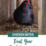 Naturally Treating Chicken Mites