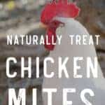 Naturally Treating Chicken Mites
