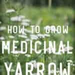 Medicinal Uses for Yarrow