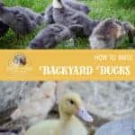 How to Raise Ducks