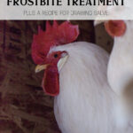 Natural Chicken Frostbite Treatment