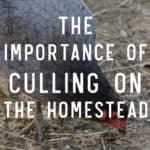 The Importance of Culling on the Homestead