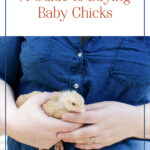 Guide to Buying Baby Chicks