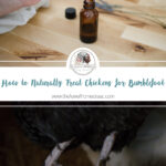 Natural Bumblefoot Treatment for Chickens