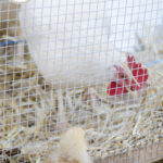 How to Set Up an Outdoor Chicken Brooder