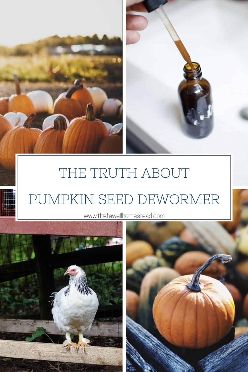 Are Pumpkin Seeds a Natural Dewormer for Chickens? Amy K Fewell