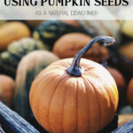 Pumpkin Seed Dewormer for Chickens