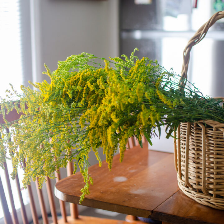 Goldenrod Tincture
