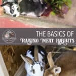 The Basics: Raising, Breeding and Processing Meat Rabbits
