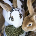 The Basics: Raising, Breeding and Processing Meat Rabbits