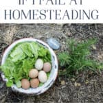 What Happens When I Fail at Homesteading?