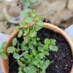 How to Start a Medicinal Herb Garden
