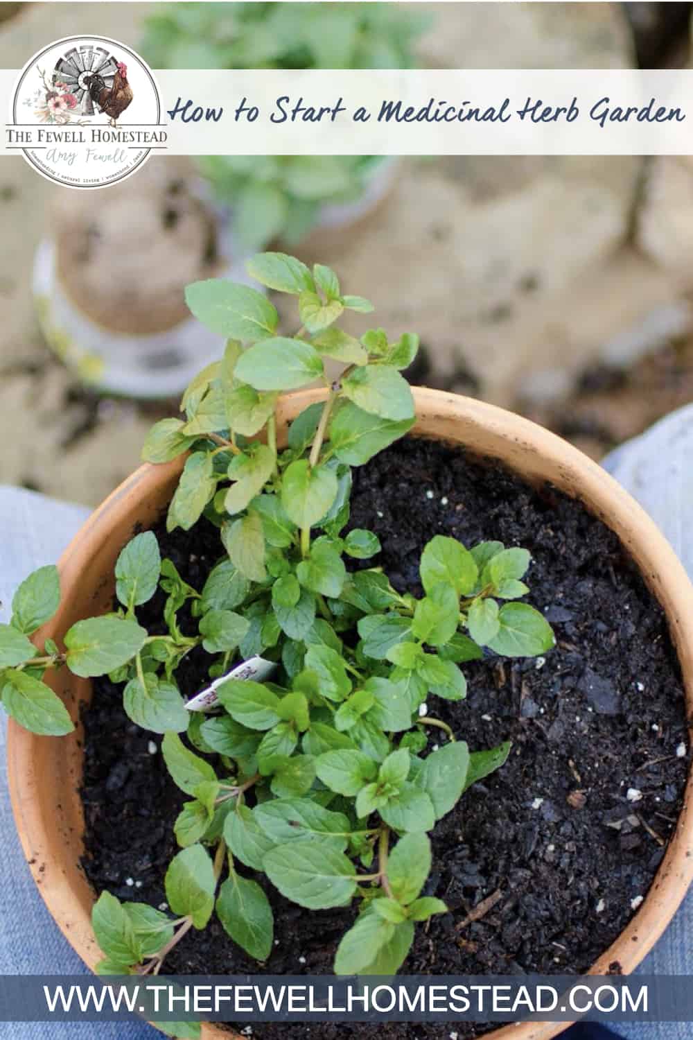 How to Start a Medicinal Herb Garden - Amy K. Fewell